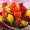 Hüva nõu | Kuidas tulpide ilu pikemalt nautida?