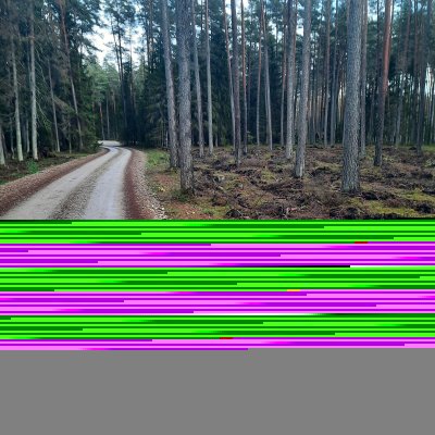 Riigimetsa tutvustavad kavad sisaldavad muu hulgas ka loetelu omavalitsuse territooriumil asuvatest kõrgendatud avaliku huviga aladest. Fotol on Palojärve ääres asuv kõrgendatud avaliku huviga ala, kus eelmisel aastal tehti aegjärkne raie. Kevadel tehti metsa all ka maapinna mineraliseerimist, et uued männid saaks seal kasvama hakata.