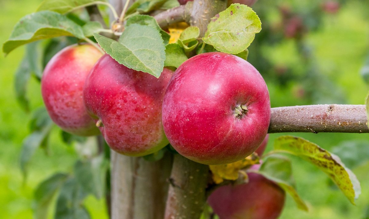 Kui õuntes on piisavalt kaltsiumi, säilivad õunad paremini.