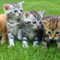 SUUR ABIPALVE | Ajutist hoiukodu vajavad kassipered, kes peavad seni varjupaigas puuris olema