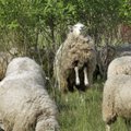 Looduse Fond püüab lambakasvatajaid huntidega lepitada