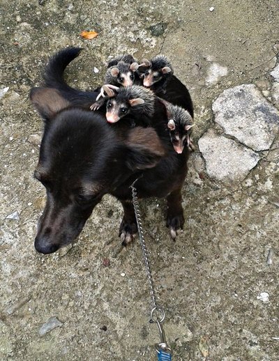 Собака приютила малышей-опоссумов