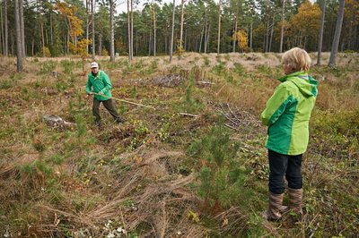 Männikultuuri mõõtmine vastamaks metsaks arvestamise tingimustele