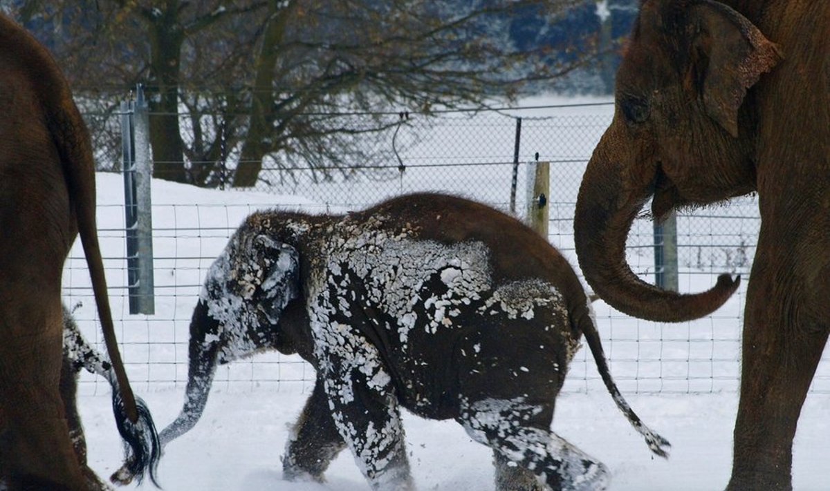 Elevandid lumes, Londoni loomaaed