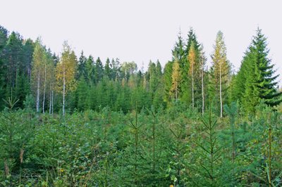 Noor kuusikkuuse enamusega seganoorendik