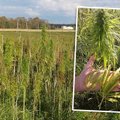 Трава — не наркотик: почему поля конопли в Эстонии абсолютно легальны