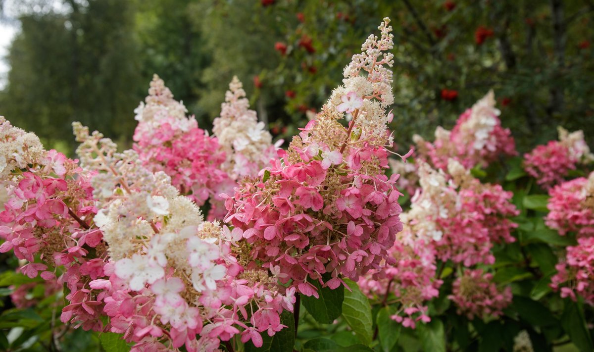 Aedhortensia ‘Vanille Fraise’ avanenult kreemikasroosad õied muutuvad mõne päevaga heleroosaks.