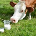 Marek Strandberg: piimatooteid ei tohiks propageerida kui tervisetooteid, pigem on tegemist ühega paljudest ellujäämistoodetest