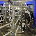 HULL LUGU: Piimatootmise lõpetavad isegi robotlüpsifarmid