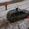 FOTO | Hull metsisekukk võttis koha sisse auto katusel