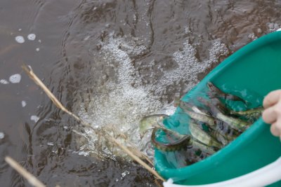 RMK laseb vette ohustatud kalaliikide noorkalu ja vasteid. Pilt on tehtud hetkest, mil lõhed saavad omale uue kodu Purtse jões.