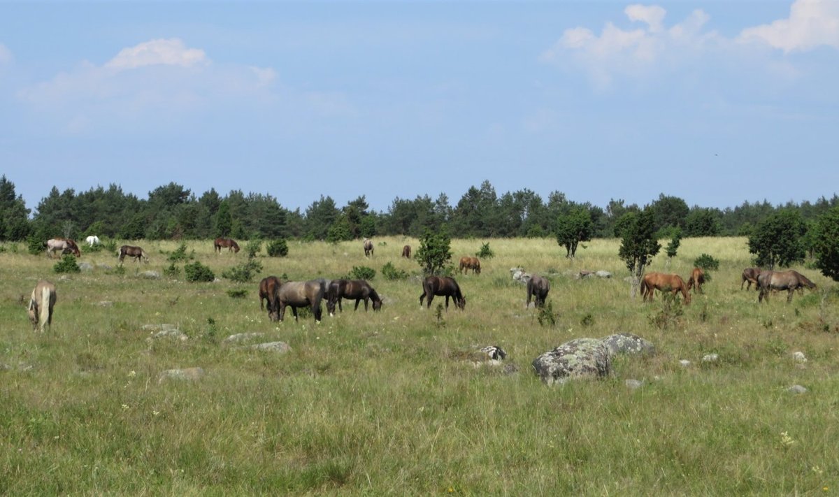 Pärast taastamisi tuleb poollooduslikke kooslusi ka niita või neid karjamaana kasutada. Muhus hoolitsevad selle eest, et võsa uuesti peale ei tungiks, hobused.