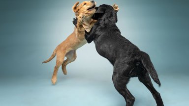 Ära suurenda ohtu: mida teha ja tegemata jätta, kui koer teisele kallale tungib