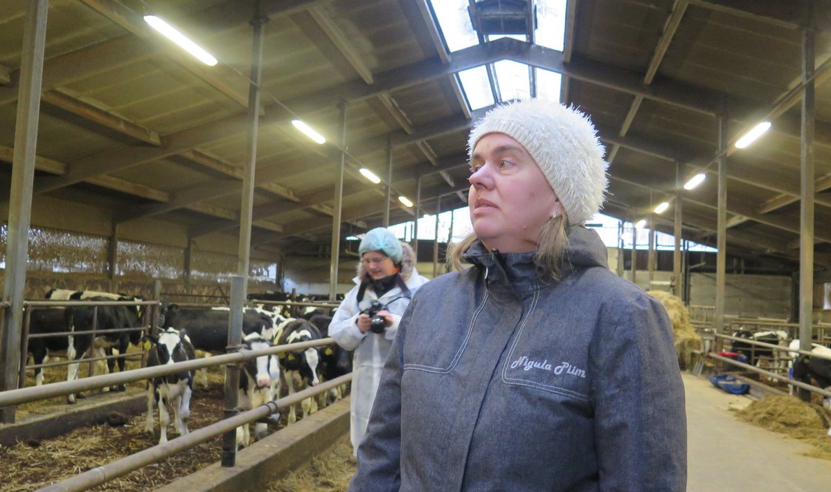 Tiina Roosalu juhitud Nigula Piima Leediküla farmis on heakord ning loomade heaolu väga kõrgel tasemel.