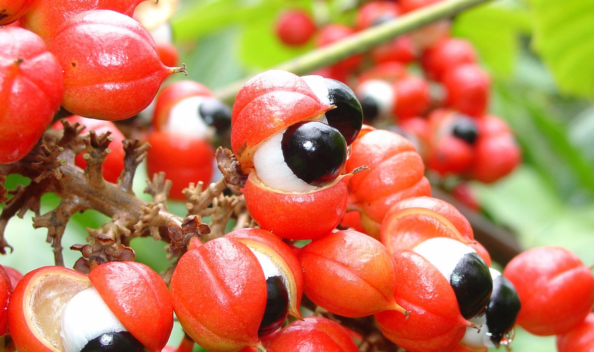 Guaraanas on kolm korda rohkem kofeiini kui kohvis. 