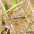 Muinasaegne nisusort on leidnud tagasitee Soome põldudele