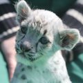 Aasta alguses sündinud lumeleopardikutsikad hukkusid