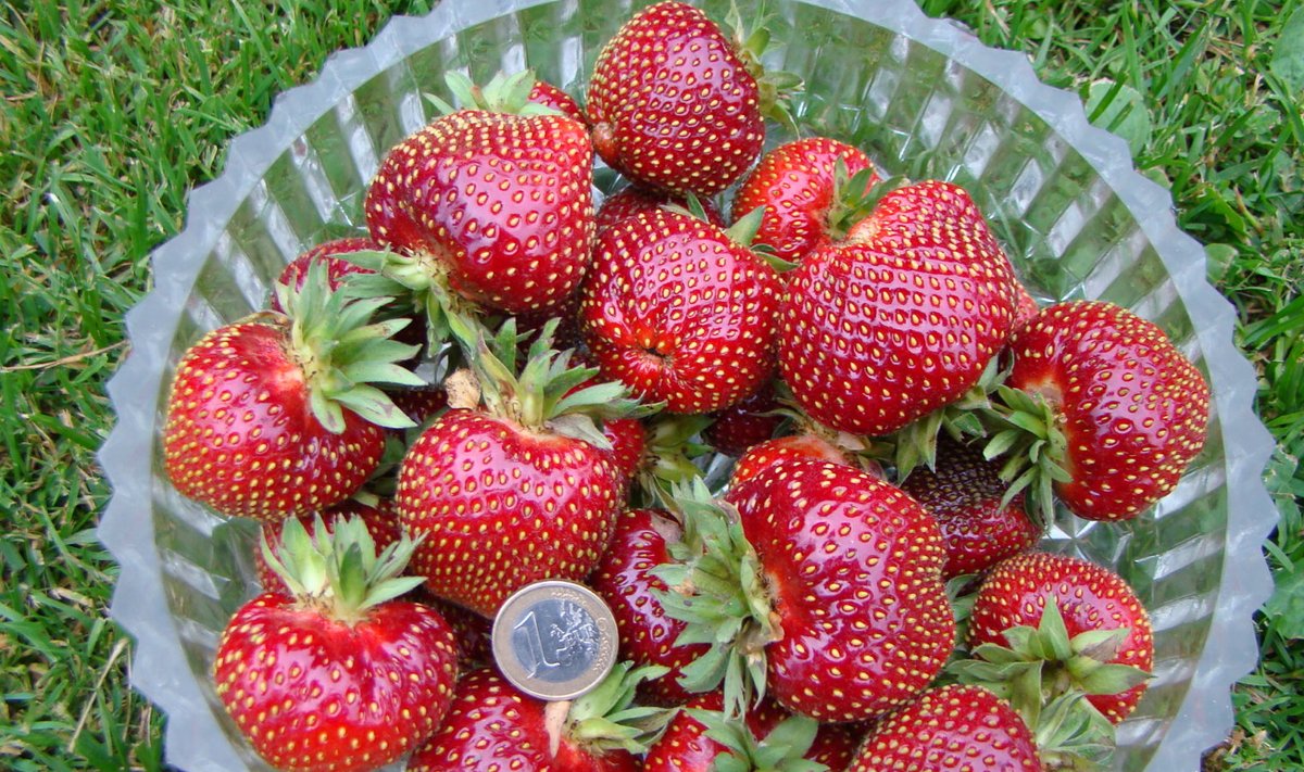Vähetuntud hilised maasikad ei jää suuruselt ega maitselt varasematele alla.