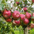 Как с пользой пристроить лишний урожай яблок или даже заработать на этом и где бесплатно взять яблоки