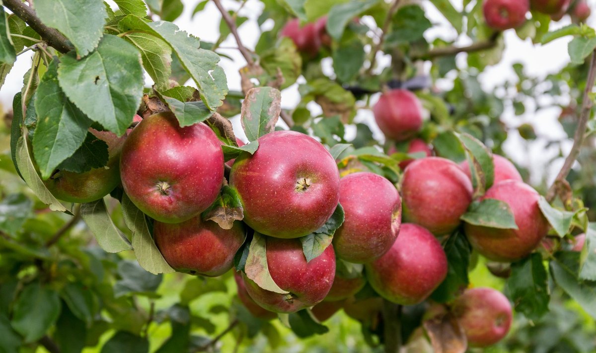 Nii ilusate õunte saamiseks peab puid õigesti hooldama.
