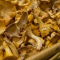 KOLUMN | Janek Mäggi: miks ülistada seent, mis ei kõlba isegi ussidele? Ja pole vegan!