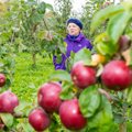 Eesti õunal tuleb võistelda Poola ja Läti ubinatega