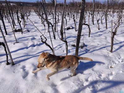 Baia Abuladze veinimõisa koer Bingo viinamarjaistanduses lumest rõõmu tundmas.