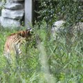 ФОТО И ВИДЕО | “Замечательные маленькие ушки“: в Таллиннском зоопарке прошел Международный день тигров 