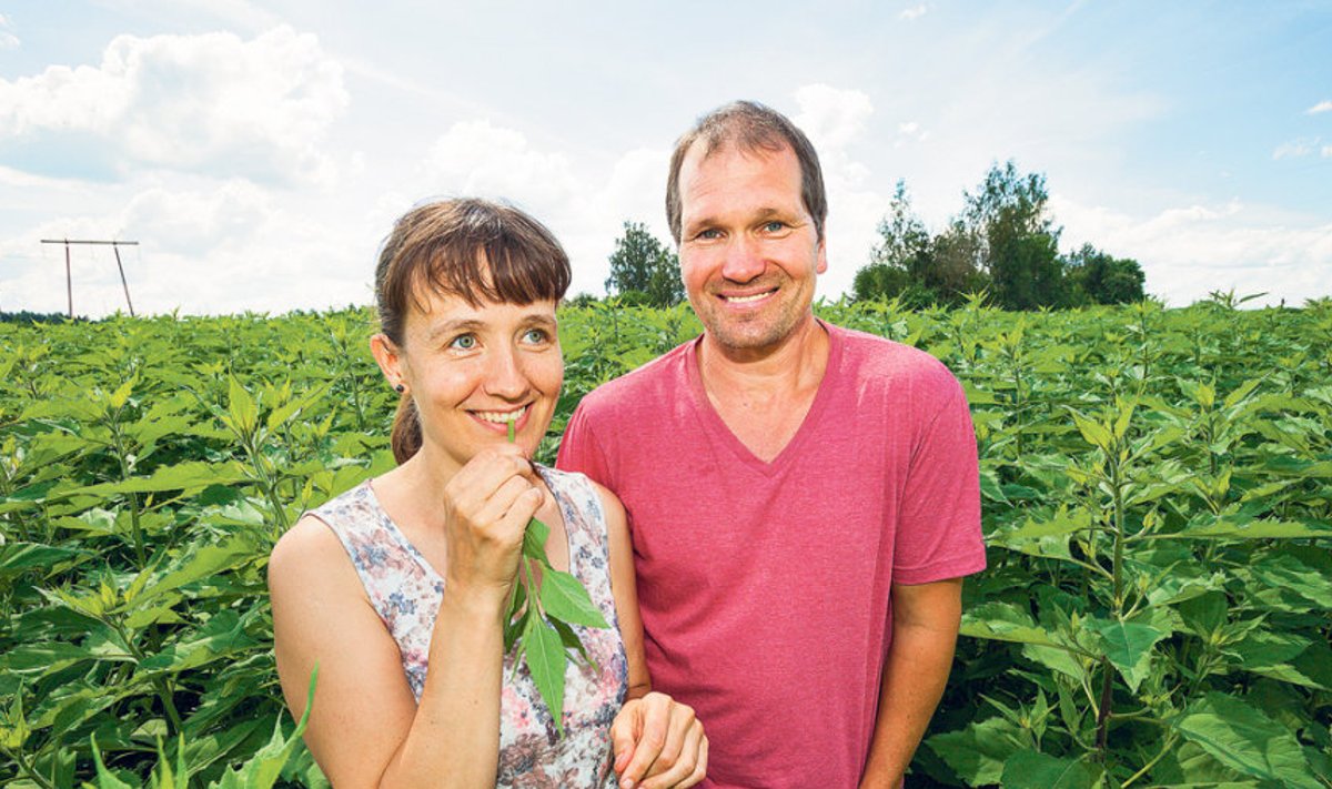 Andeia Kaseorg ja Uku Uibopuu oma       maapirnipõllul, millel kasvav on toonud neile parema tervise ning loodetavasti toob ka sissetuleku. 