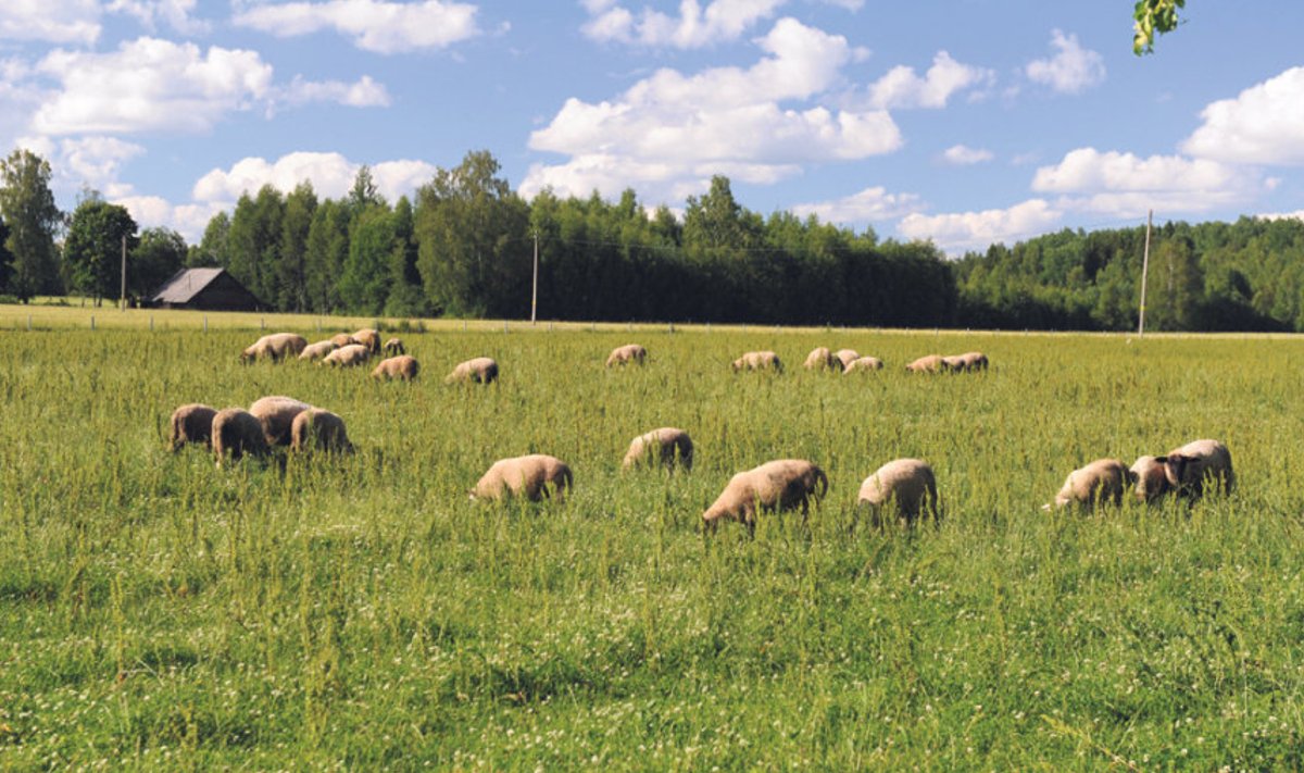 Tuuma talu karjamaadel söövad oma igapäevast rohtu suffolki tõugu lambad. Enamik nendest leiab tee Lääne-Euroopa kokkuostjateni, aga nõutud on need loomad ka kohalikes farmides.