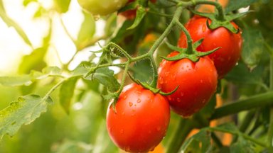 Kuidas kujundada tomatitaimi ja millal külgvõsud eemaldada?