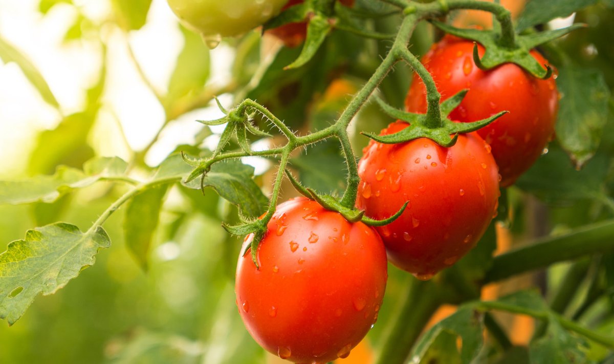 Tomatitaimi ei tasu liiga tihedaks lasta, muidu ei jõua taimed kastmise järel õhtuks ära kuivada ja siis on soodne pind taimehaiguste levikuks.
