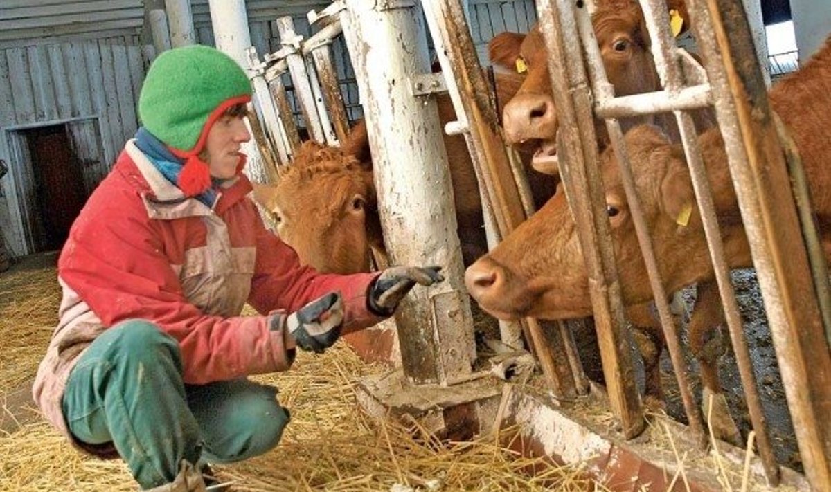 Malle Mülleri töö Pahkla Camphilli külas on lehmade eest hoolitsemine.