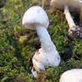 ФОТО | В Эстонском музее природы можно увидеть более 150 различных видов грибов