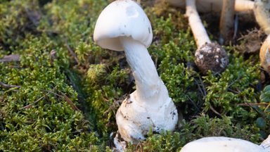 FOTOD | Loodusmuuseumi seenenäitusel on suisa 150 liiki, eksponeeritud on ka surmavalt mürgised 