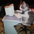 Ka kassid istuvad arvutis...
