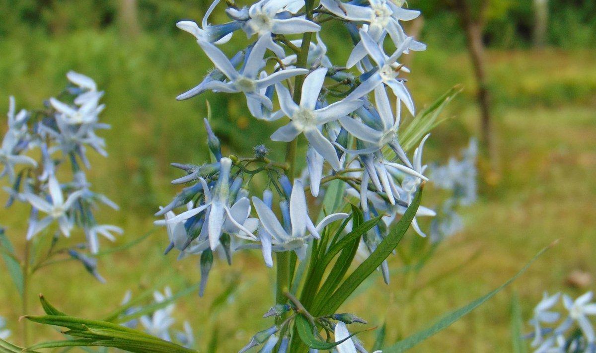 Arkansase amsoonial on ilusad sinised õied.