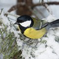 FOTOD | Võimuahne rasvatihane tühjendab ka teiste lindude sahvreid