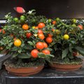 HEA TEADA: Tomatitaimede kasvatamise nipid