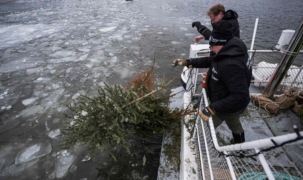 Sama meetodit kasutatakse ka Rootsis. Selle aasta alguses visati Stockholmi liustikuvette kümme jõulupuud, mille abil proovitakse mereelustikku rikastada ja puid kavalalt taaskasutada.