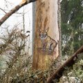 Всем смотреть! Работники RMK обнаружили на деревьях в Кехра серию необычных рисунков