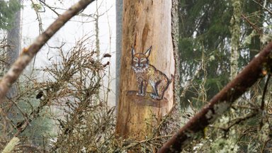 Всем смотреть! Работники RMK обнаружили на деревьях в Кехра серию необычных рисунков