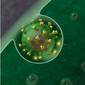 Kuidas tekib immuunsus HI-viiruse vastu?