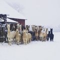 FOTO | Perekond vahvaid alpakasid naudib eestimaist talve