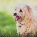 TOP 5 | Põhitõed, millest koera elus ja tema kasvatamisel lähtuda