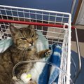 Kurb pööre: surnud looteid kandnud ning Delfi lugejate toel paranenud kass Tipa võitleb kliinikus elu eest