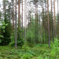 Leili Mihkelson: Metsnikud kaotati ära ja riigimetsast on järele jäänud vaid e-mets
