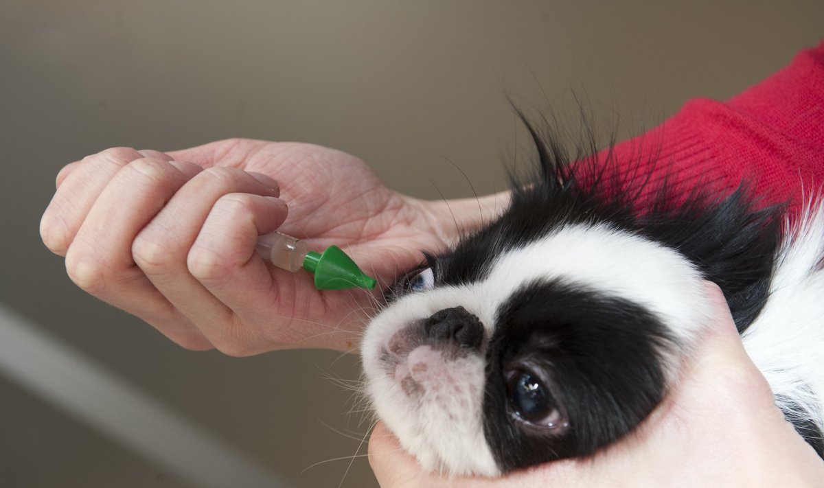 Koera vaktsineerimine nina kaudu