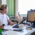 Kass Virsiku lugu: tööl võib ka peitust mängida
