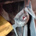 VIDEO | Vaata, kuidas Tartumaal pliidi alla pugenud nahkhiir häälitseb ja tiibu lehvitab